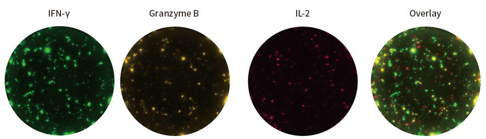 MAB_FluoroSpot_04.jpg