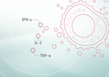 qg IFN-γ/IL-2/TNF-α FluoroSpot Lbg