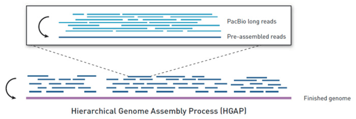 Hierarchical Genome Assembly Process@mHGAPn