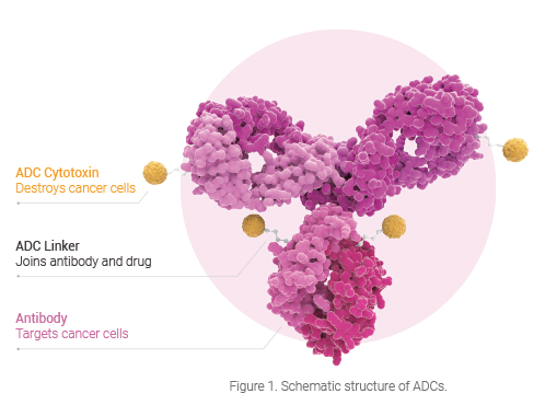 ADC(Antibody-Drug Conjugateの概略図
