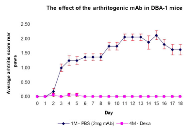 DBA-1マウスに及ぼす関節炎誘導用モノクローナル抗体の影響