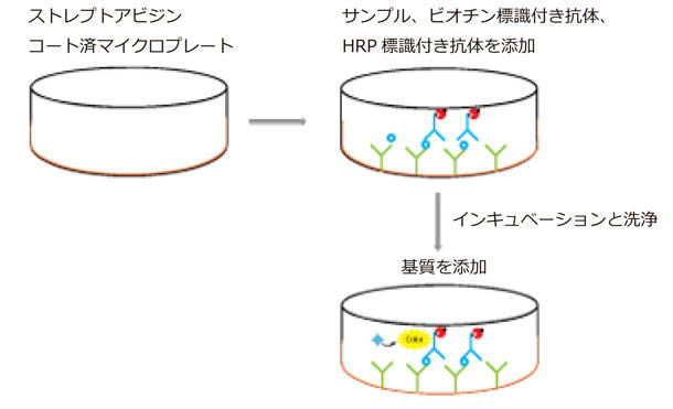 two-site ELISA@ɂACTH̐wIɊ39̃A~m_𑪒