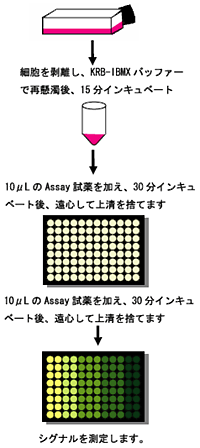 Bridge-ItR cAMP all in one Assay Kit̃vgR[