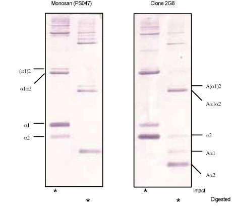 qg^CvPR[QŏP~RЂMMP-1C^Ng1μg𖢕ϐ6SDS-PAGEQɗAdCjAEGX^ub go