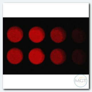 RubyGlow™ 発光アッセイキット(細胞増殖・生存率・毒性アッセイ)