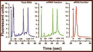 トータルRNA、mRNA、smallRNA（10-200base）を別々に単離可能