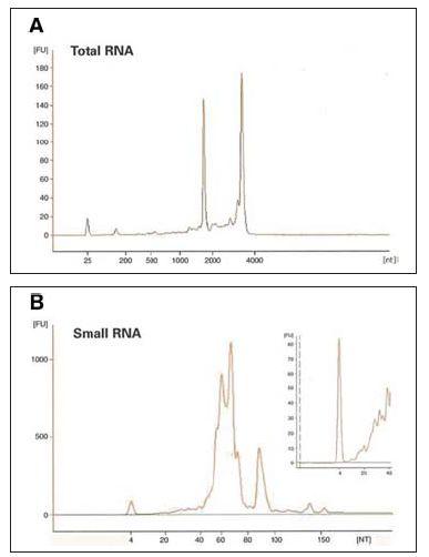 bg̑̃g[^RNAysmall RNATṽAWgRNAim`bvysmall RNA `bv