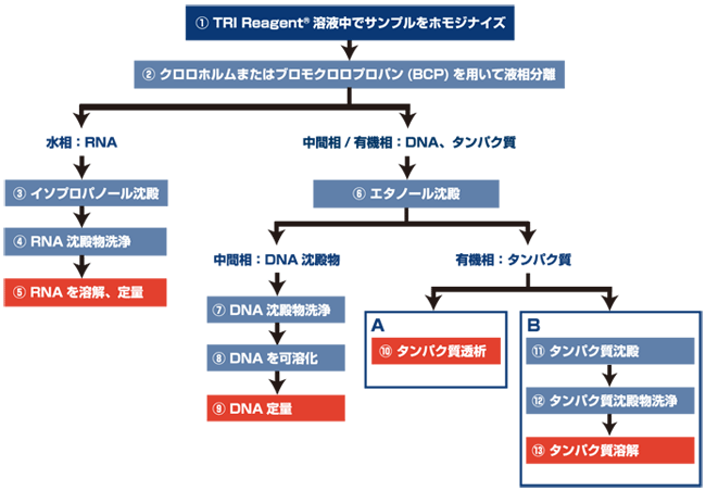 RNA抽出試薬 TRI Reagent プロトコール