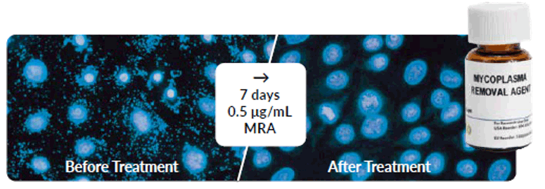 MPB_mycoplasma-contamination-solutions_02.png