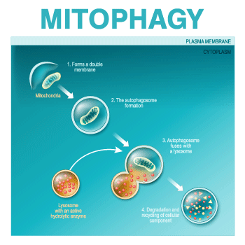mitophagỹC[W