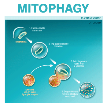 mitophagyのイメージ