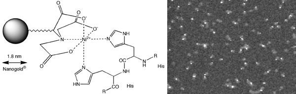 F 1.8 nm Ni-NTA-Nanogold®  His ^OZ^pNƂ̑ݍp EF AfmECXŔ 6x-His ^OZ Knob ^pNBNi-NTA-Nanogold® ŕWAJA^ߓdqiSTEMjŊώ@B