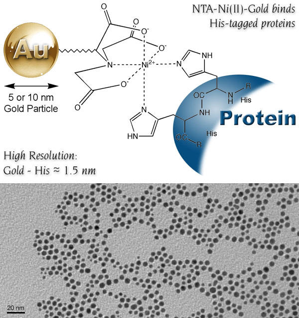 F 5 nm Ni-NTA-Nanogold® ̍\BNi L[gƁ@His ^OZ^pNƂ̌Bq\ʂ His ^OƂ̋͐ 1.5 nmB F 5 nm Ni-NTA-Nanogold® ̓ߌ^dqʐ^Bϒa 5.11±0.84nmB