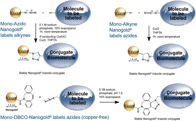 Mono-DBCO-Nanogold® 標識を示す概略図