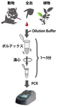 Direct PCR [3G]̑Tv