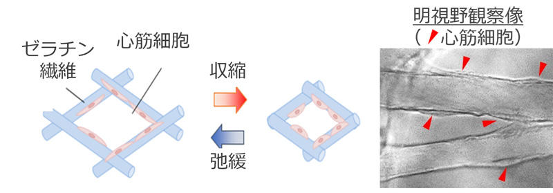 NIK_GPC48P_feature.jpg