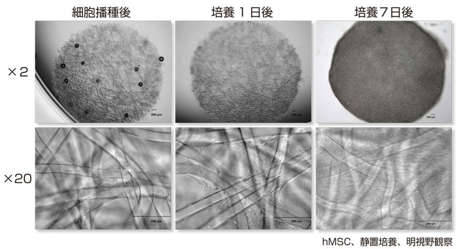 細胞培養播種後の顕微鏡画像