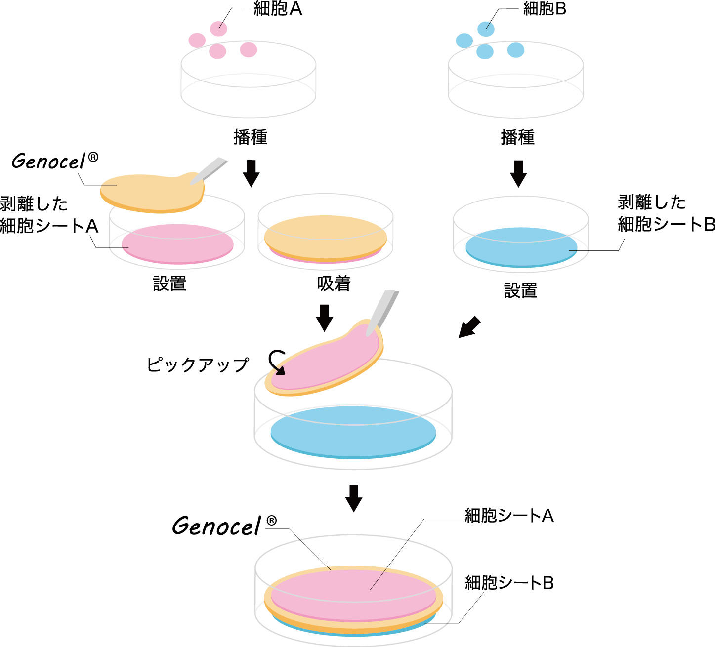 細胞培養用ゼラチン繊維基材 Genocel コスモ バイオ株式会社