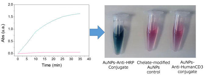 AuNPs-抗体コンジュゲートに結合したHRP活性の測定