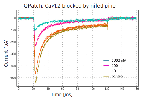 Cav1.2チャネル阻害の図