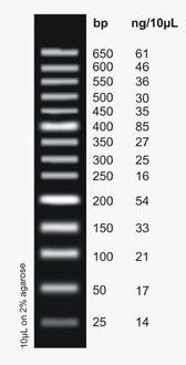 MiniSizer 50 bp DNA Ladder