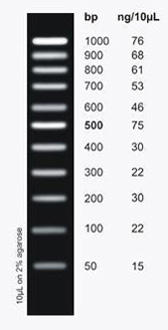 PCR Ranger 100 bp DNA Ladder