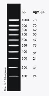 PCR Sizer 100 bp DNA Ladder