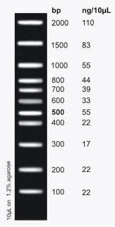LowRanger 100 bp DNA Ladder