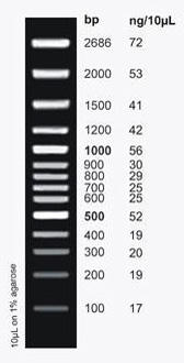 CloneSizer 100 bp DNA Ladder