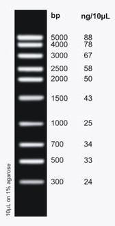 MidRanger 1 kb DNA Ladder