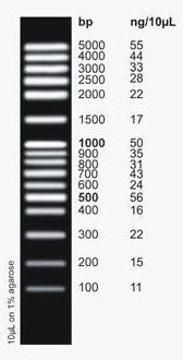 FullRanger 100 bp DNA Ladder