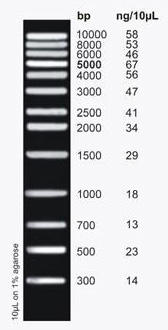 HighRanger 1 kb DNA Ladder