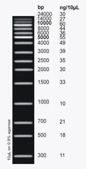 UltraRanger 1 kb DNA Ladder