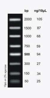 FastRunner DNA Ladder