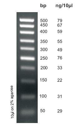 50 bp DNA Ladder