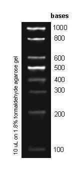 100b RNA Ladder