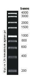 1kb RNA Ladder