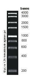 1kb RNA Ladder