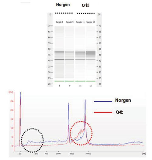 本キットにより単離された高収量かつ高品質のRNA