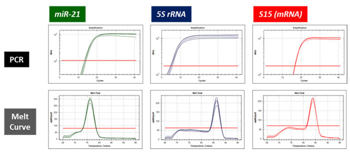 g[^RNA]ʎYimicroRNAs  mRNAj̃oXgȋt]