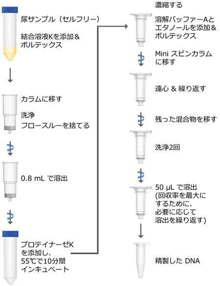 Urine Cell-Free Circulating DNA Purification Maxi Kit vgR[