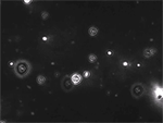 Zk̃GN\\[̃TCYєZxNanoSight<sup>®</sup>
ŉ͂B