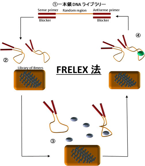 FRELEX @ –VK free/free ZNV