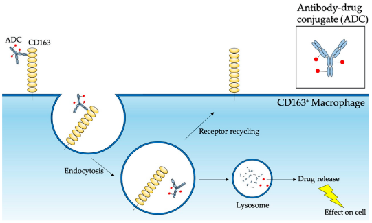 NVP_CD163_fig1.png