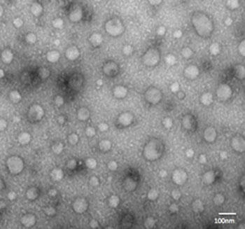 101BioiOBLjExosome-TEM-easy kit pč쐻TEMώ@