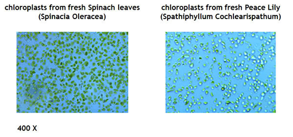 植物葉緑体 クロロプラスト 分離キット 5分以内で高速抽出 精製 コスモ バイオ株式会社
