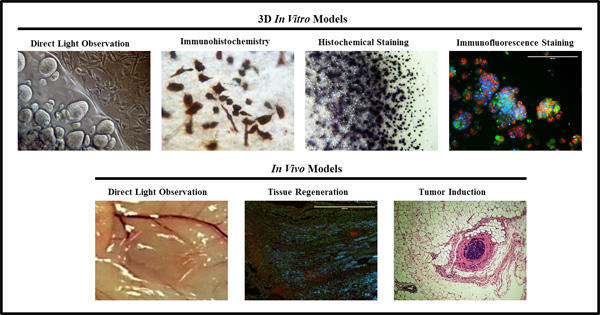 3D Cell Culture Gel - Col-Tgel@gp