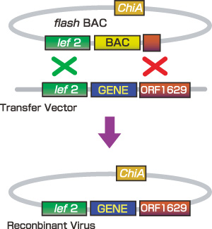 flashBAC(TM) VXe