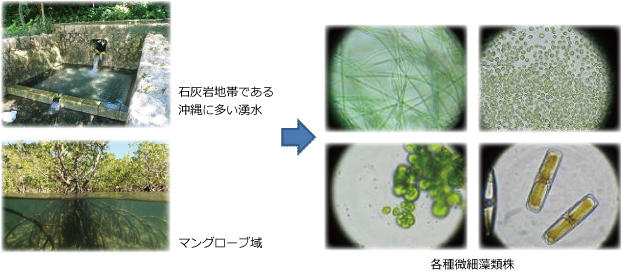 微細藻株の単離・収集