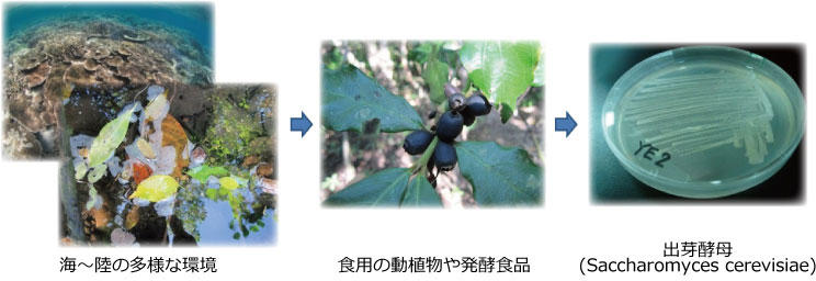 酵母の単離・収集
